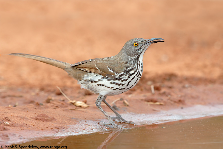 Long-billed Thrasher