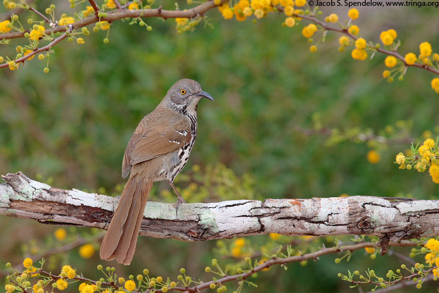 Long-billed Thrasher