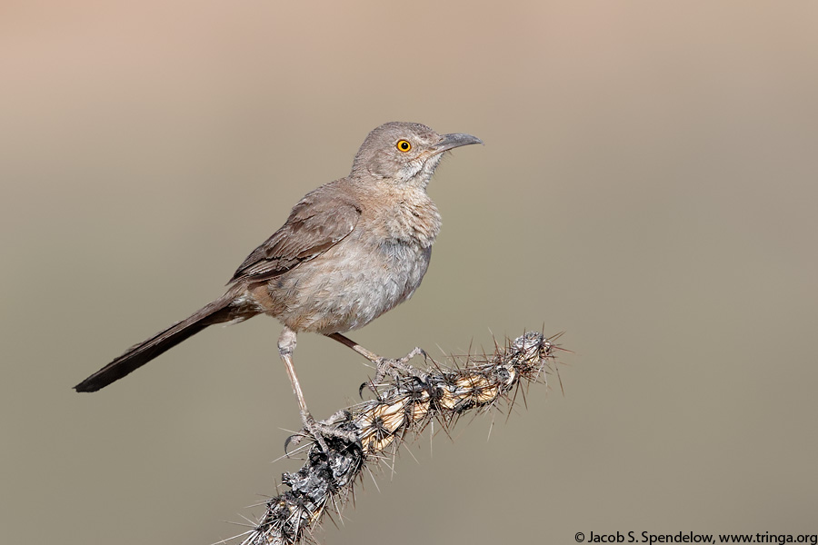 Bendire's Thrasher