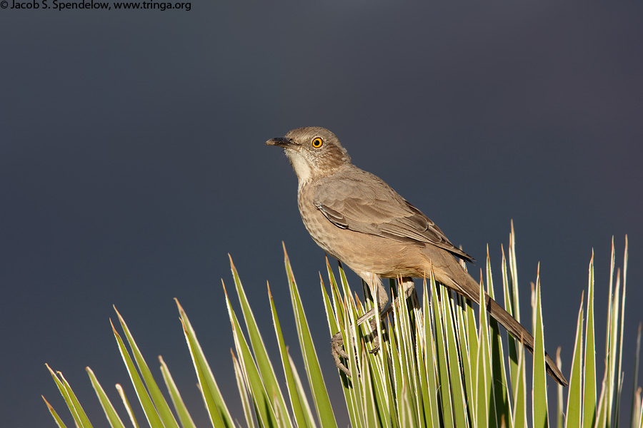 Bendire's Thrasher