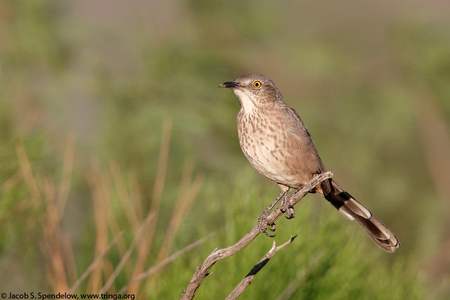 Bendire's Thrasher