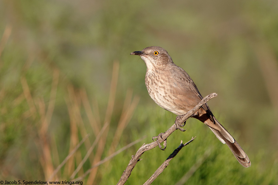 Bendire's Thrasher