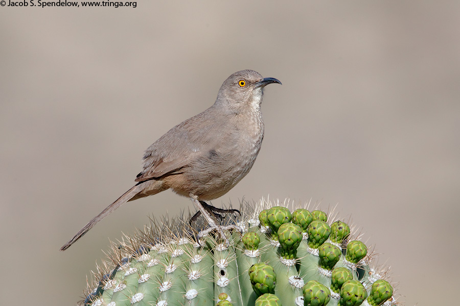 Curve-billed Thrasher