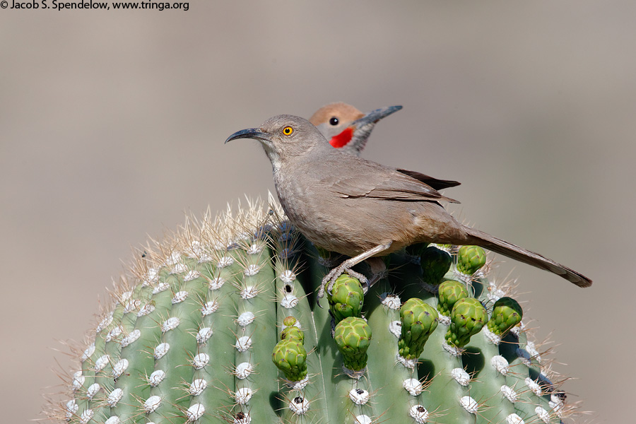 Curve-billed Thrasher