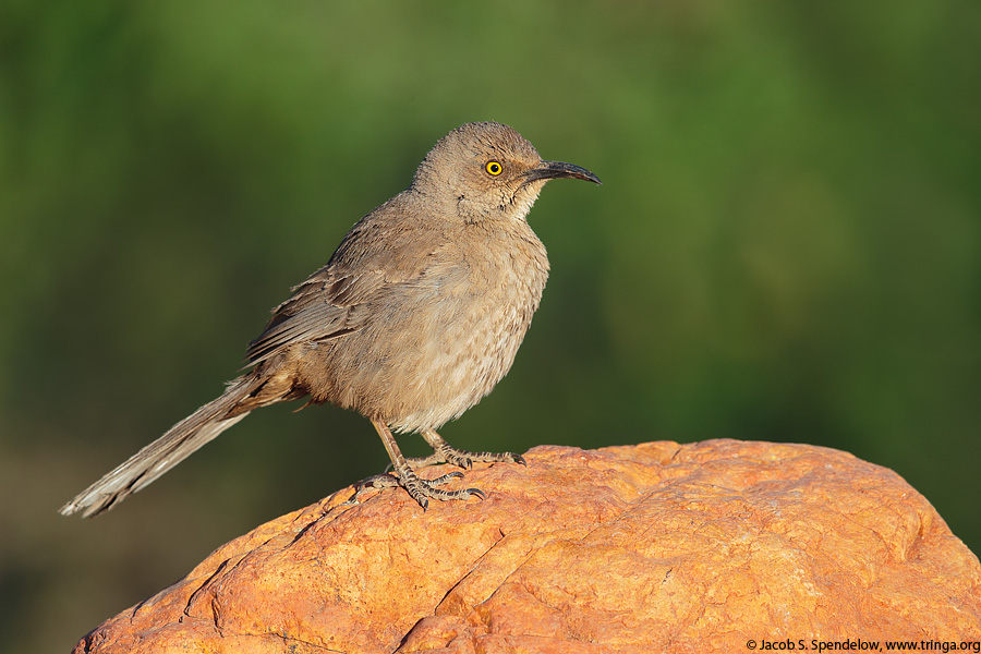 Curve-billed Thrasher