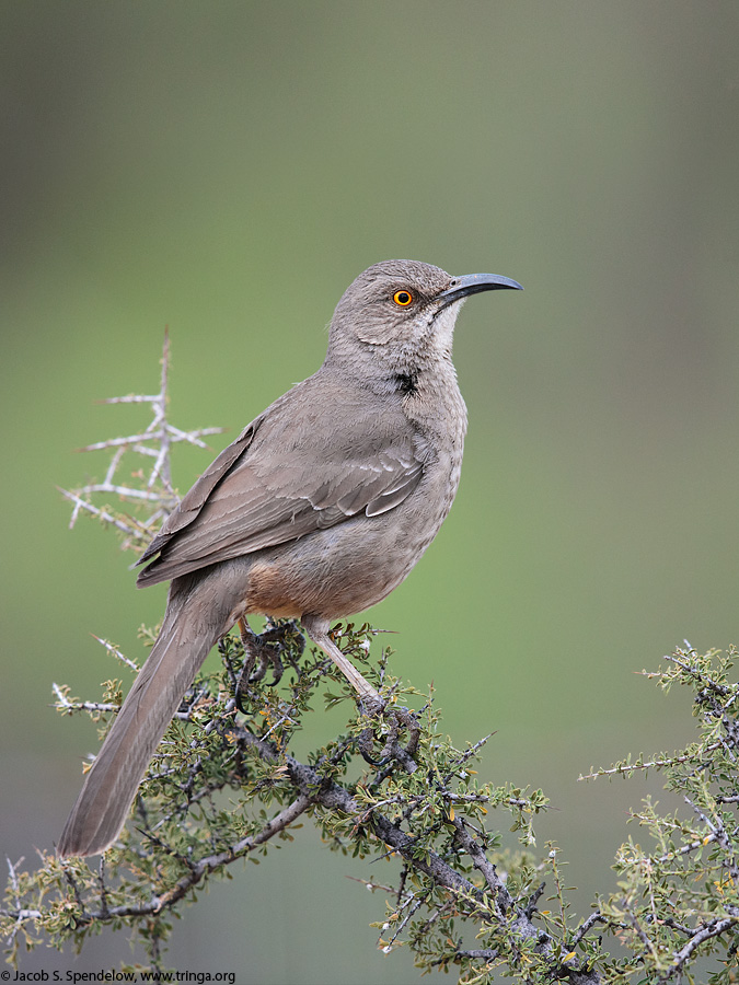 Curve-billed Thrasher