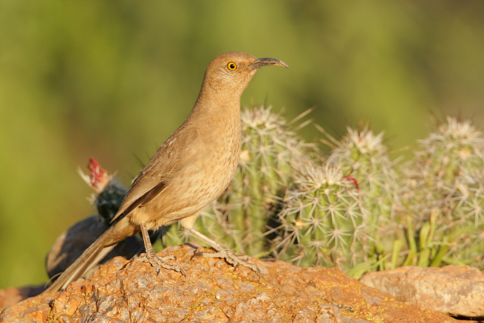 Curve-billed Thrasher