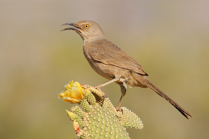 Curve-billed Thrasher