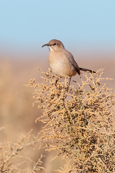 Le Conte's Thrasher