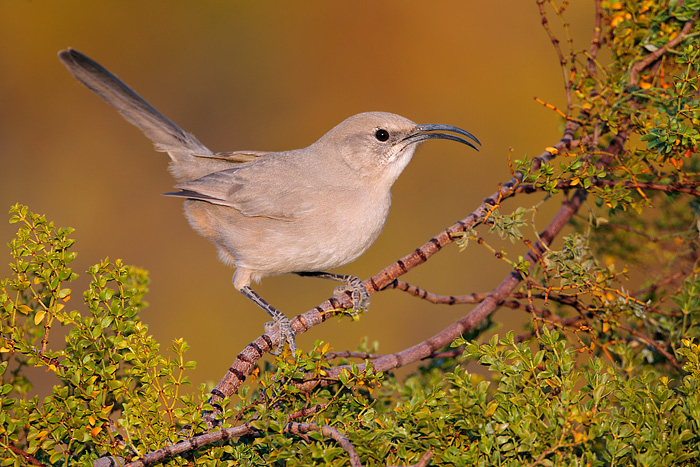 Le Conte's Thrasher