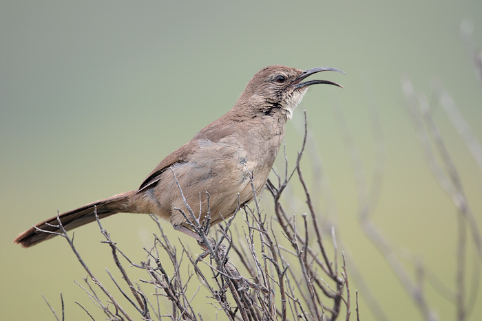 California Thrasher