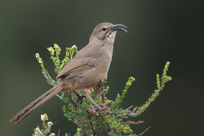 California Thrasher