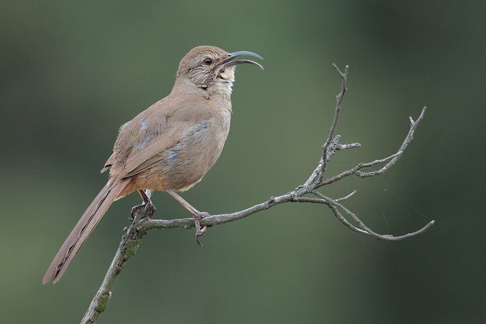 California Thrasher