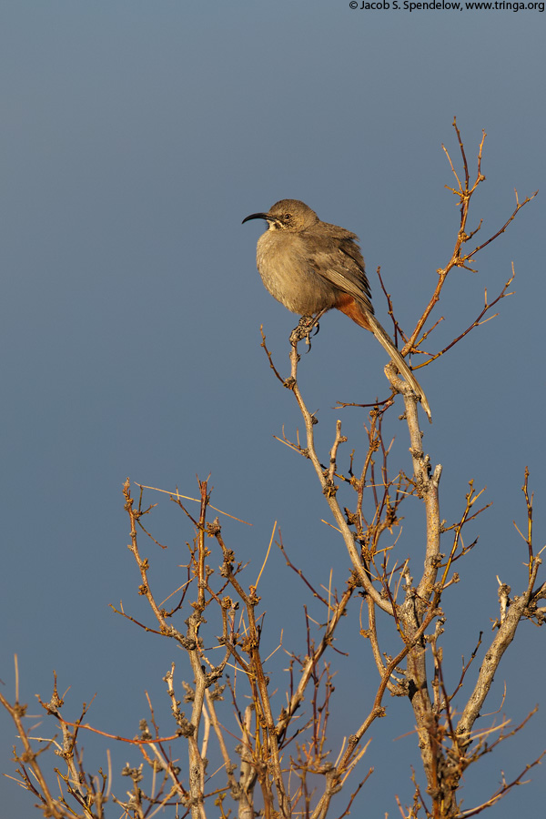 Crissal Thrasher