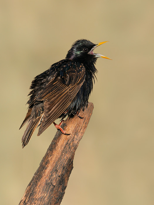 European Starling