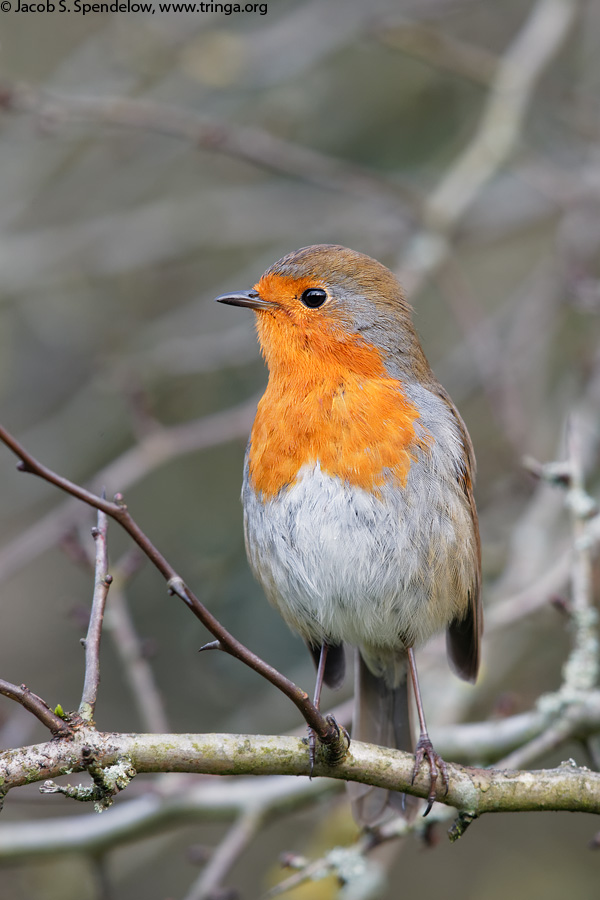 European Robin