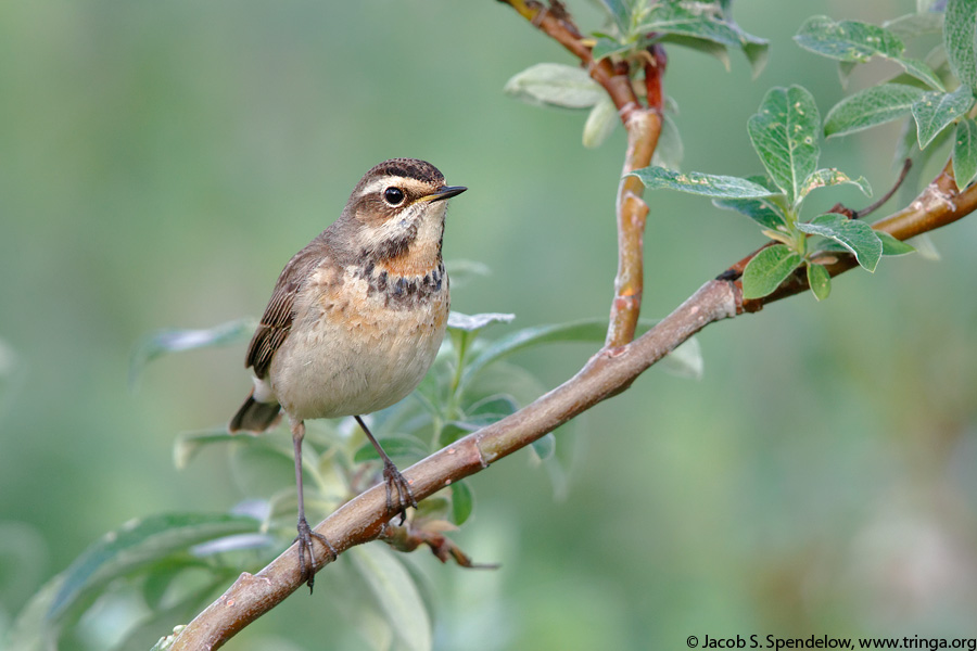 Female Bluethroat