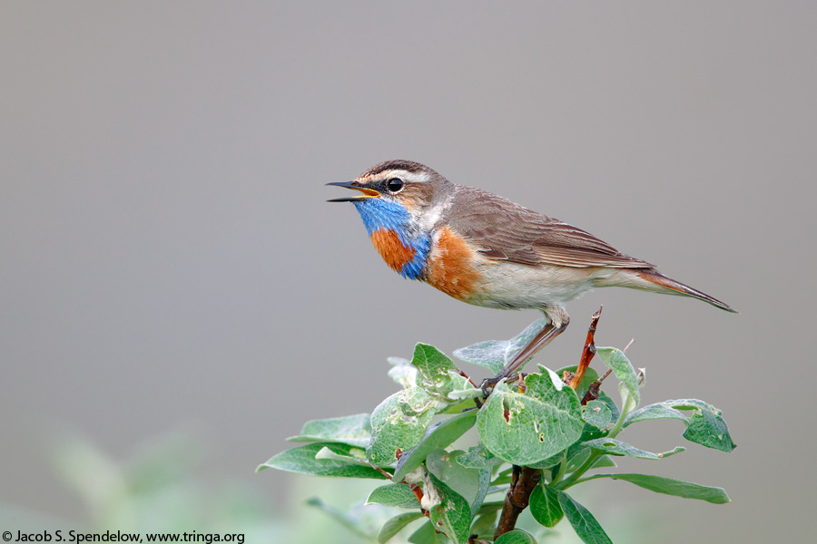 Bluethroat