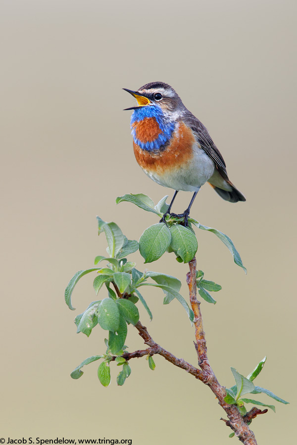 Male Bluethroat