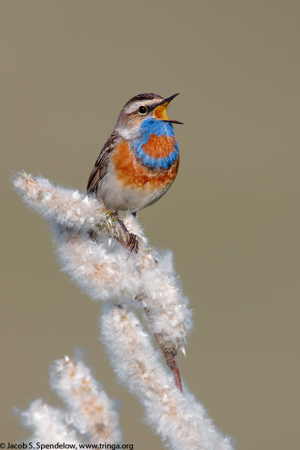 Bluethroat