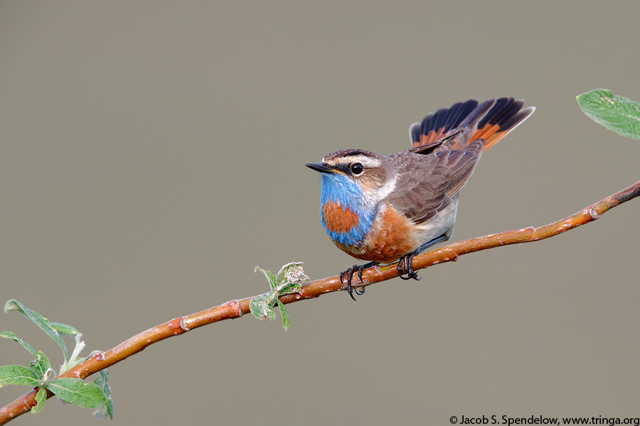 Bluethroat