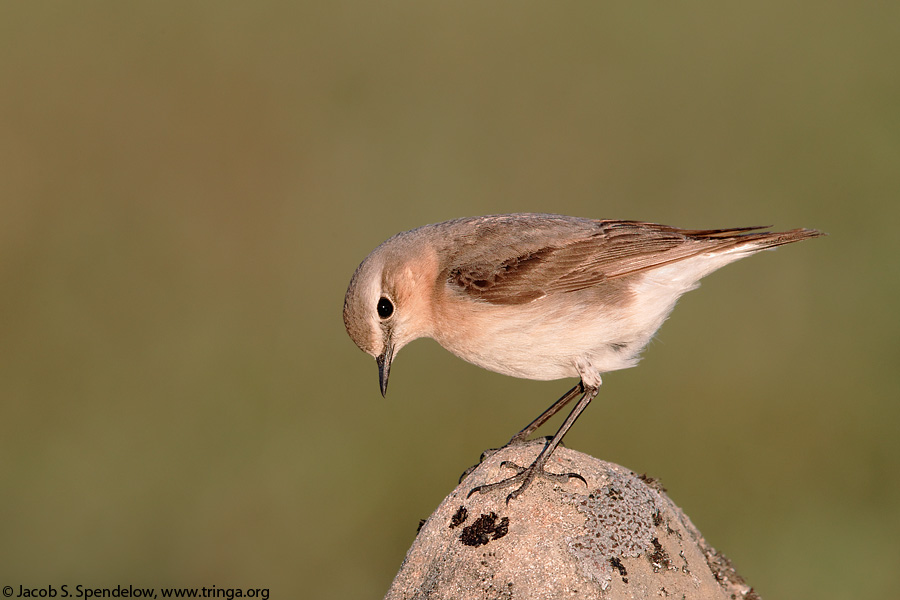 Northern Wheatear