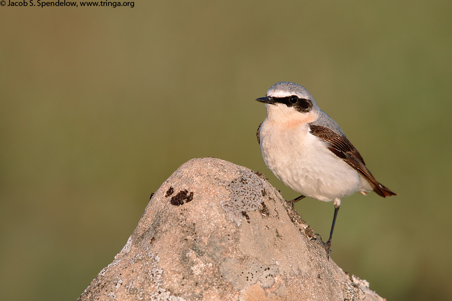 Northern Wheatear