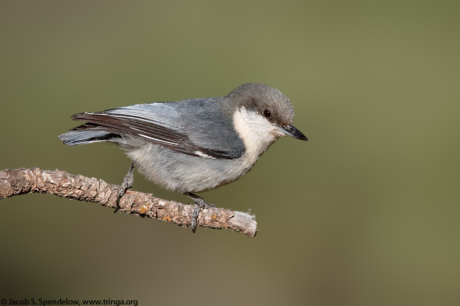 Pygmy Nuthatch