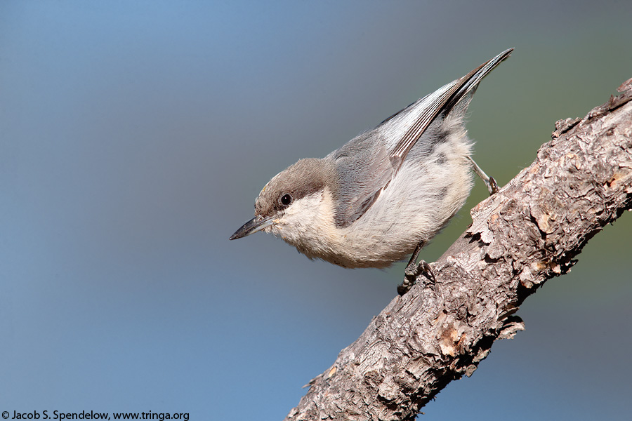 Pygmy Nuthatch