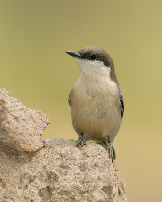 Pygmy Nuthatch