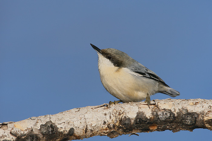 Pygmy Nuthatch