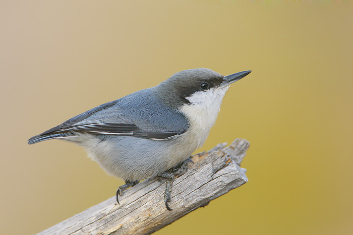 Pygmy Nuthatch