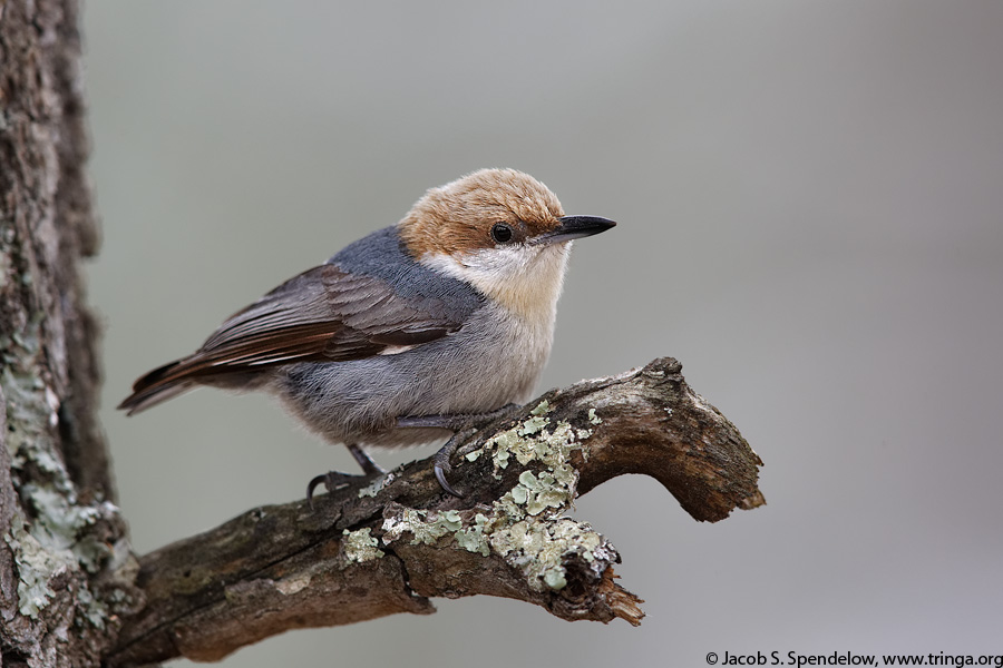 Brown-headed Nuthatch