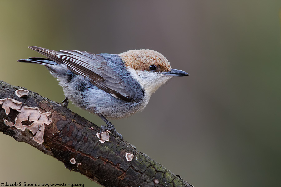 Brown-headed Nuthatch