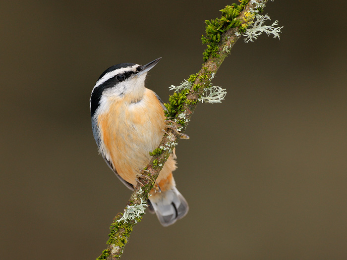 Red-breasted Nuthatch