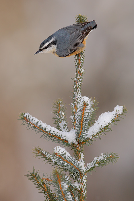 Red-breasted Nuthatch