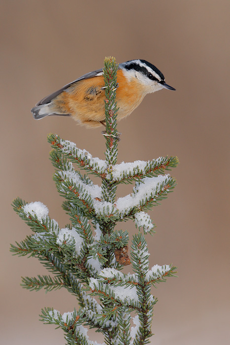 Red-breasted Nuthatch