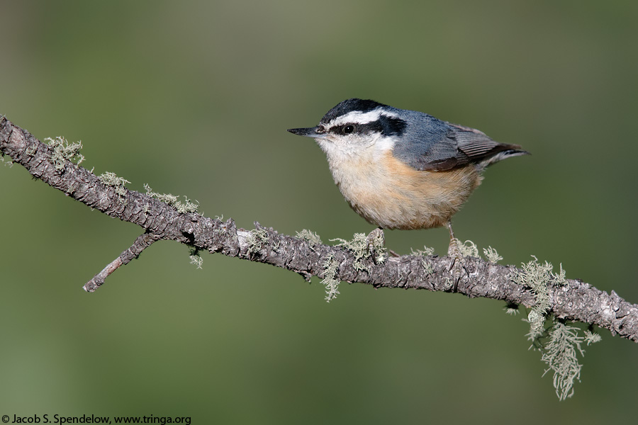 Red-breasted Nuthatch