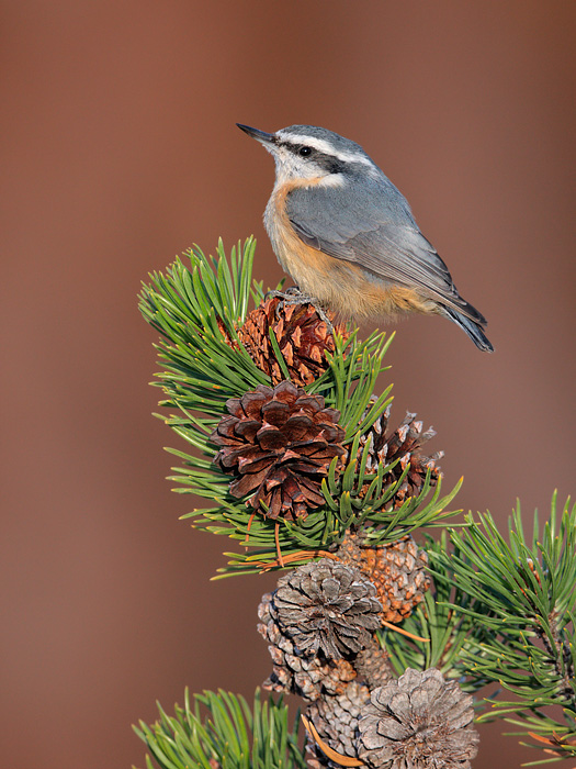 Red-breasted Nuthatch