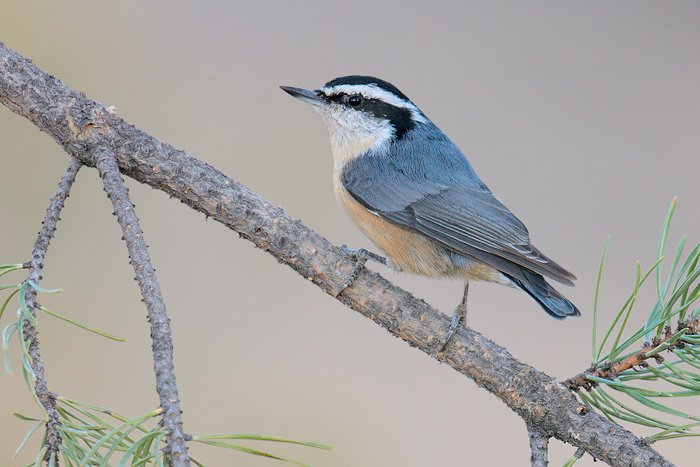 Red-breasted Nuthatch