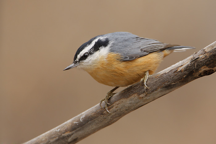 Red-breasted Nuthatch