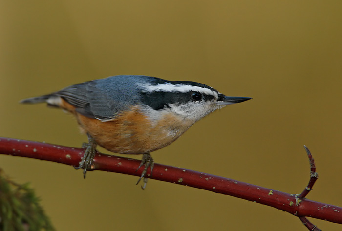 Red-breasted Nuthatch