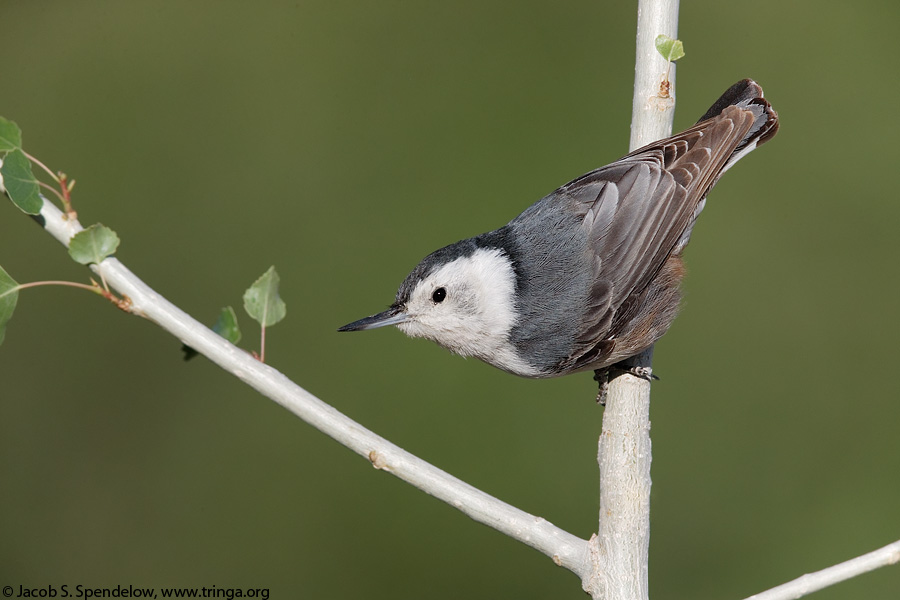 White-breasted Nuthatch