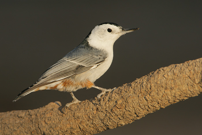 White-breasted Nuthatch