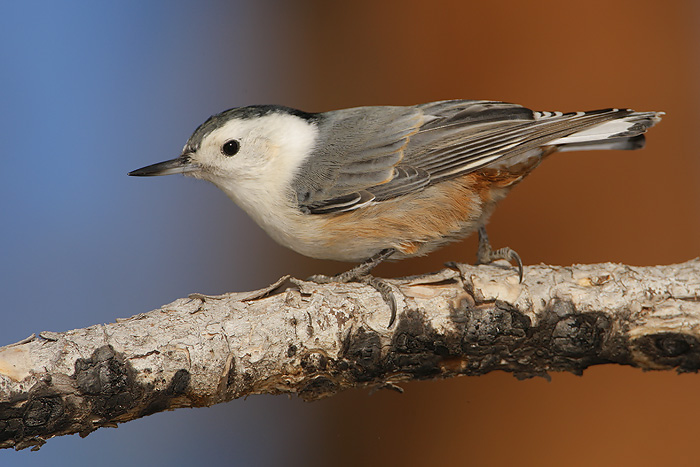 White-breasted Nuthatch