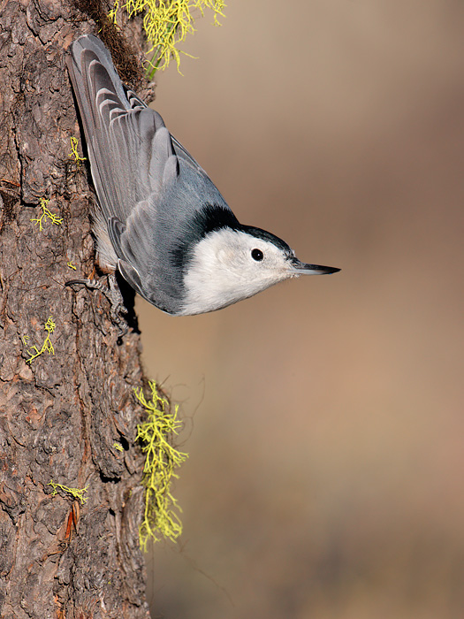 White-breasted Nuthatch