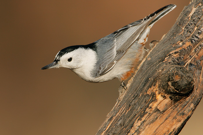 White-breasted Nuthatch