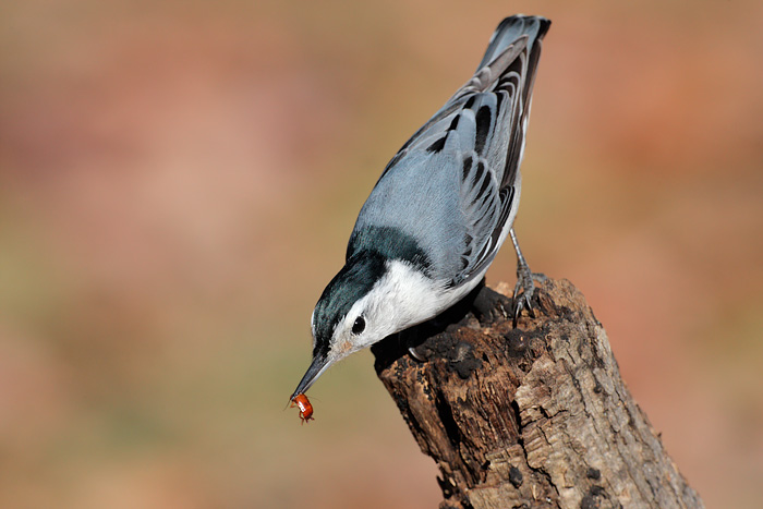 White-breasted Nuthatch