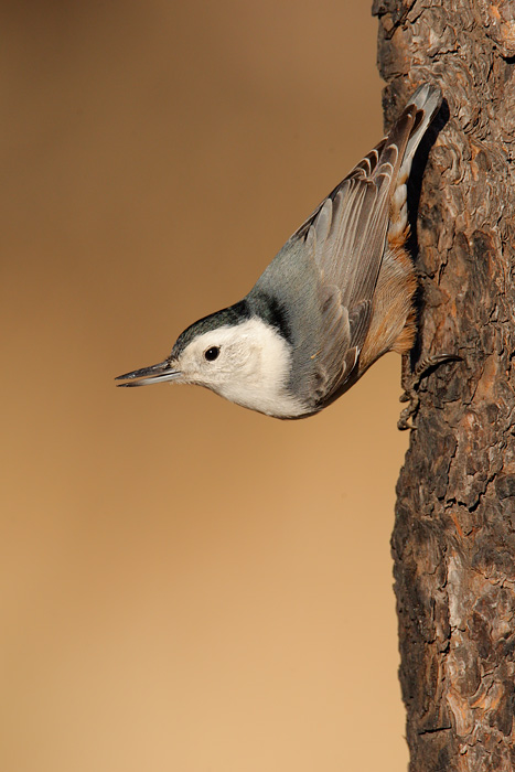 White-breasted Nuthatch