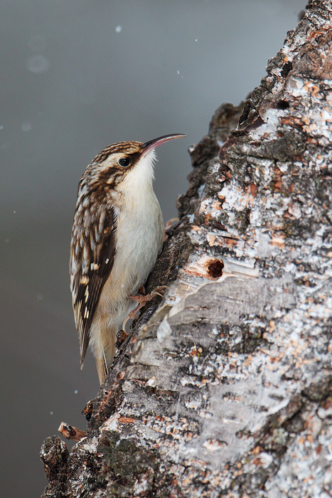 Brown Creeper